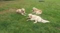  porada v trávě  (Carry,Dorotka a Goldie)