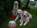  Enžinka a její štěňata  Carry a Candy - narozeninová psí párty