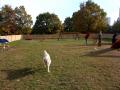  Cayinka na psím hřišti v Praze