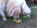  Goldie s Báďou baští psí salát!