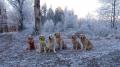  Gleník a jeho psí rodina - novoroční výlet