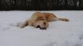  šťastný sněžný pes - Dorotka