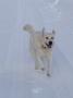  šťastný sněžný pes - Hellie