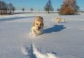  Goldienka s Carry a Dori si sněhu náramně užívají