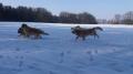  závody na sněhu - Glen a jeho psí rodina