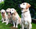  Chillinka  a její psí rodina