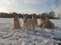  Izzy se psí rodinou - sněhový výlet