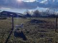  Izzynka s ovečkami - první jarní den 2021