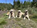 tři generace - Goldie, Izzy, Lexie